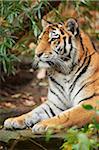 Portrait of Siberian Tiger (Panthera tigris altaica) in Autumn, Germany