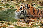 Close-up of Siberian Tiger (Panthera tigris altaica) in Water in Autumn, Germany