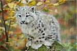 Portrait of Young Snow Leopard (Panthera uncia) in Autumn, Germany