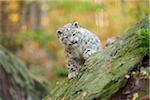 Portrait of Young Snow Leopard (Panthera uncia) on Rock in Autumn, Germany