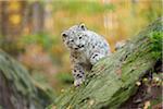 Portrait of Young Snow Leopard (Panthera uncia) on Rock in Autumn, Germany