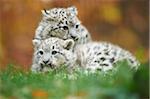 Portrait of Two Young Snow Leopards (Panthera uncia) in Autumn, Germany
