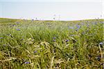 Field of Blue Cornflowers in Summer, Denmark