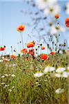 Red Field Poppies and Camomile in Meadow in Summer, Denmark