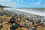 Tree Root on Beach, Captain Cook Highway, Queensland, Australia