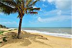 Sandy Beach with Palm Tree in Summer, Captain Cook Highway, Queensland, Australia