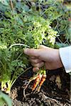 Bunch of carrots being pulled from the ground by a child