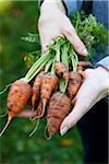 Woman holding Bunch of Freshly Pulled Carrots