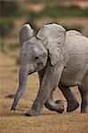 Young African elephant (Loxodonta africana), Addo Elephant National Park, South Africa, Africa