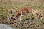 Impala (Aepyceros melampus) buck drinking, Kruger National Park, South Africa, Africa