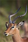 Impala (Aepyceros melampus) with a red-billed oxpecker (Buphagus erythrorhynchus), Kruger National Park, South Africa, Africa