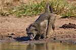 Chacma baboon (Papio ursinus) drinking, Kruger National Park, South Africa, Africa