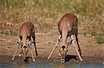 Impala (Aepyceros melampus) doe and calf drinking, Kruger National Park, South Africa, Africa