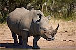 White rhinoceros (Ceratotherium simum), Kruger National Park, South Africa, Africa