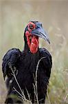 Southern ground-hornbill (ground hornbill) (Bucorvus leadbeateri), Kruger National Park, South Africa, Africa