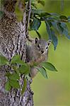 Tree squirrel (Smith's bush squirrel) (yellow-footed squirrel) (Paraxerus cepapi), Kruger National Park, South Africa, Africa