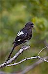 Long-tailed shrike (magpie shrike) (Corvinella melanoleuca), Kruger National Park, South Africa, Africa