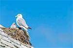 Seagull and chick in nest