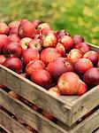 Apples in wooden crate