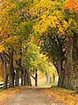 Autumn trees along country road