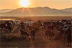 River, ger and backlit herd of goats and sheep at sunrise in summer, with distant mist, Nomad camp, Gurvanbulag, Bulgan, Mongolia, Central Asia, Asia