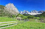 The Odle in background enhanced by flowering trees, Funes Valley, South Tyrol, Dolomites, Italy, Europe