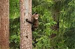 Brown bear cub (Ursus arctos) tree climbing, Finland, Scandinavia, Europe