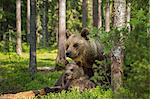 Brown bear adult and cubs (Ursus arctos), Finland, Scandinavia, Europe