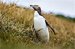 Yellow-eyed penguin (Megadyptes antipodes), Katiki Point, Moeraki Penninsula, Otago, South Island, New Zealand, Pacific