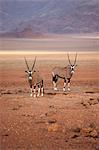 Oryx in the Namib Desert, Namibia, Africa