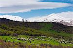Rural scenery, mountain cherry blossom, Lori Province, Armenia, Caucasus, Central Asia, Asia