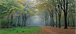 Woodland scene from Felbrigg, Norfolk, England, United Kingdom, Europe