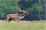 Bellowing Male Fallow Deer (Cervus dama) in Rutting Season, Hesse, Germany