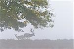 Male and Female Fallow Deer (Cervus dama) on Misty Morning, Hesse, Germany