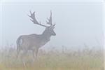 Male Fallow Deer (Cervus dama) on Misty Morning, Hesse, Germany