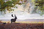 Male Fallow Deer (Cervus dama) in Autumn, Hesse, Germany