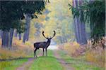 Male Fallow Deer (Cervus dama) on Dirt Road in Autumn, Hesse, Germany