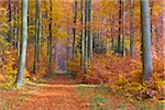 Path through European Beech (Fagus sylvatica) Forest in Autumn, Spessart, Bavaria, Germany
