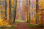 Path through European Beech (Fagus sylvatica) Forest in Autumn, Spessart, Bavaria, Germany