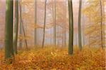 European Beech (Fagus sylvatica) Forest on Misty Morning in Autumn, Nature Park, Spessart, Bavaria, Germany
