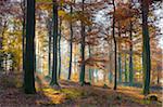 European Beech (Fagus sylvatica) Forest in Autumn, Spessart, Bavaria, Germany