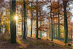 Sunbeams in European Beech (Fagus sylvatica) Forest in Autumn, Spessart, Bavaria, Germany