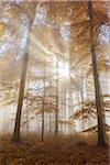 Sunbeams in European Beech (Fagus sylvatica) Forest in Autumn, Spessart, Bavaria, Germany