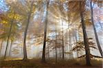 Sunbeams in European Beech (Fagus sylvatica) Forest in Autumn, Spessart, Bavaria, Germany