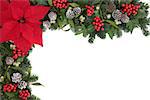 Poinsettia flower background border with holly, ivy, mistletoe and blue spruce fir over white.