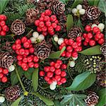 Christmas and winter background with flora of holly, ivy, mistletoe, blue spruce fir and cedar cypress greenery.