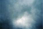 flock of birds flying in formation, stormy and cloudy sky background