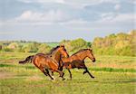 Two brown horse are running in the green field