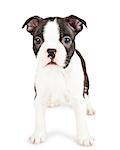 Cute little seven week old Boston Terrier puppy dog standing on a white background and looking forward at the camera