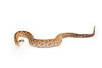 Aruba Rattlesnake - A critically endangered (CR) species of venomous pitviper snakes mainly found in the Caribbean.